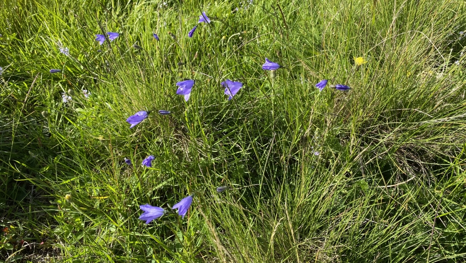 Blåklokker på seterstullen