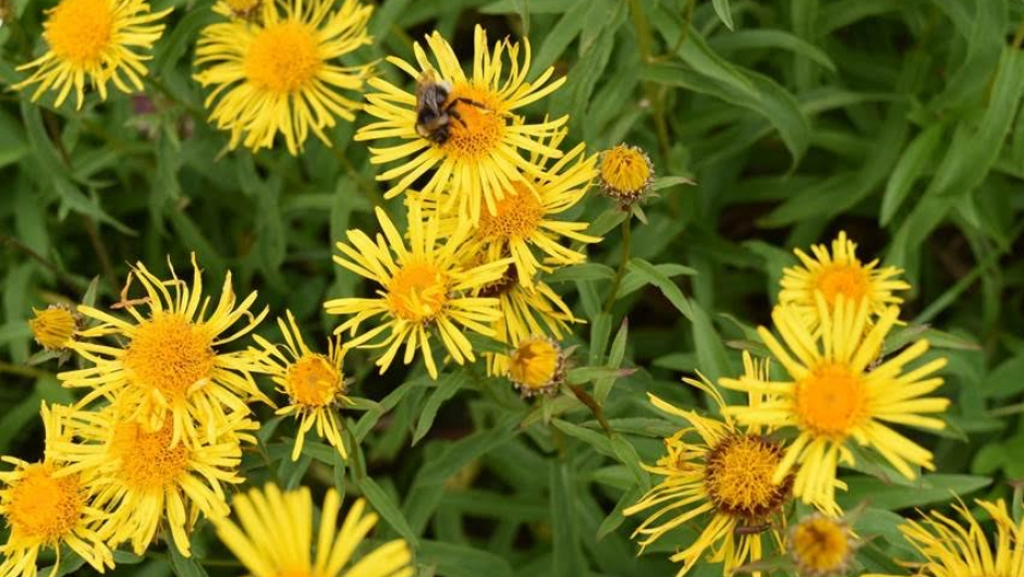 Krattalant. Foto: Nils Skaarer Krattalant. Foto Nils Skaarer