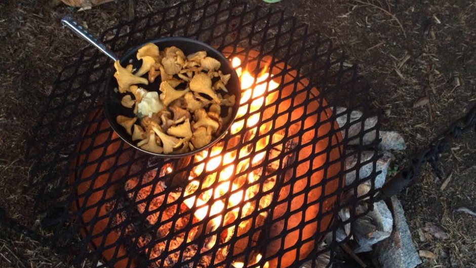 Skogens gull. Skogens gull.