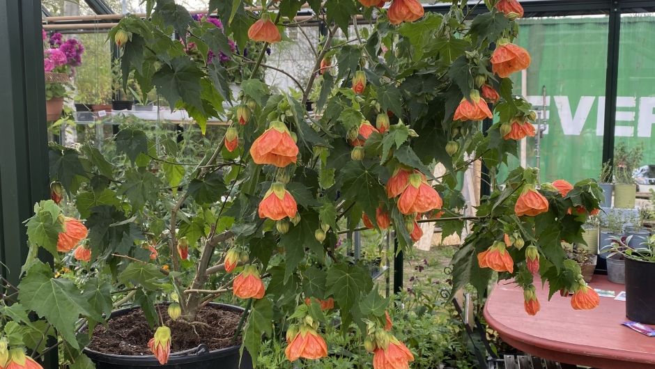 Stor fin blomst Stor fin blomst