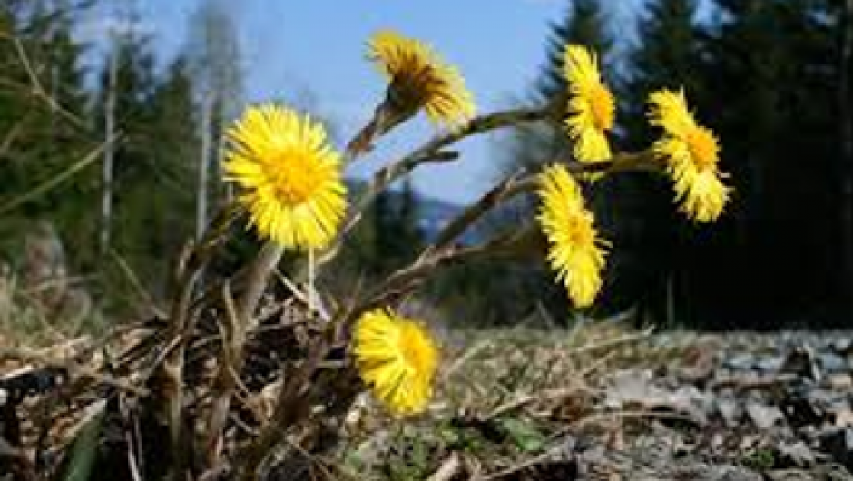 Hestehov - håp om vår! Hestehov - håp om vår!