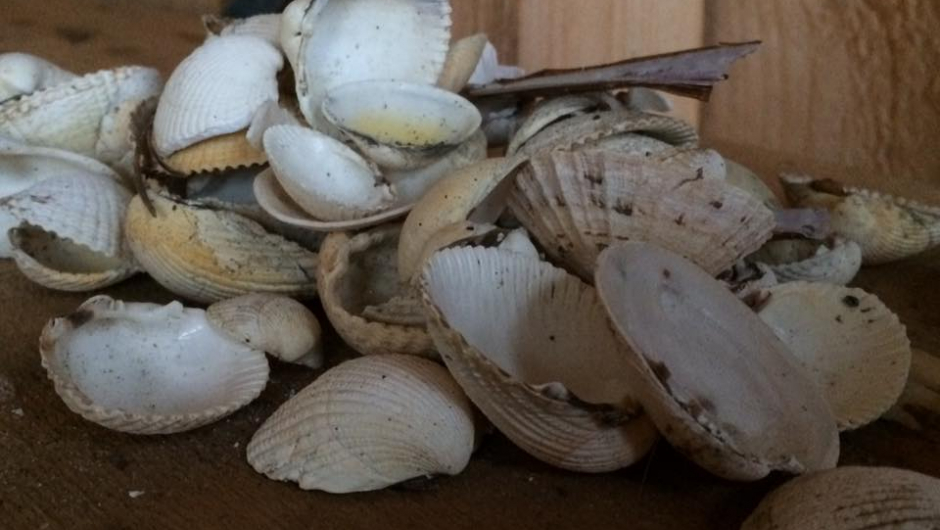 Litt fra vandringa i fjæra Litt fra vandringa i fjæra