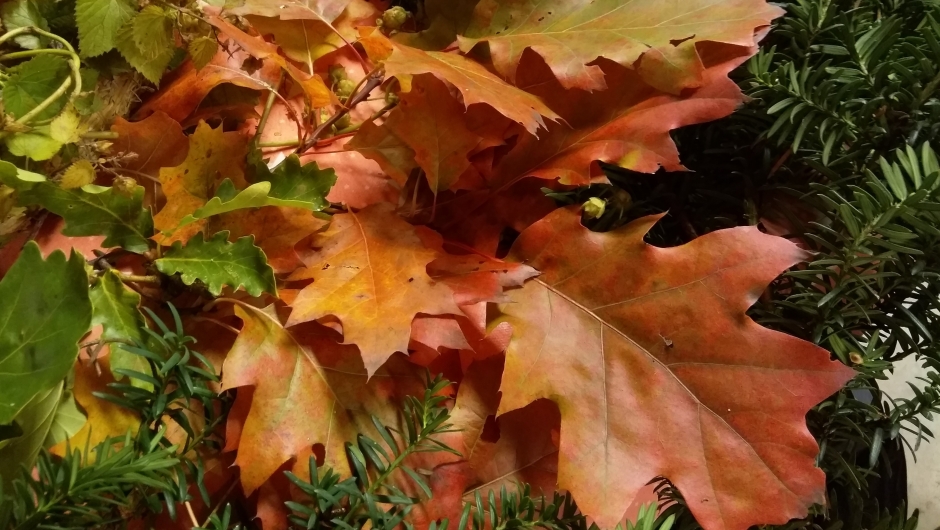 Flotte høstfarger Flotte høstfarger