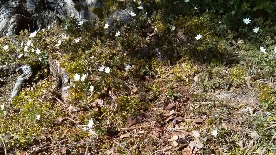 Hvitveis - turens hovedattraksjon Hvitveis - turens hoveattraksjon