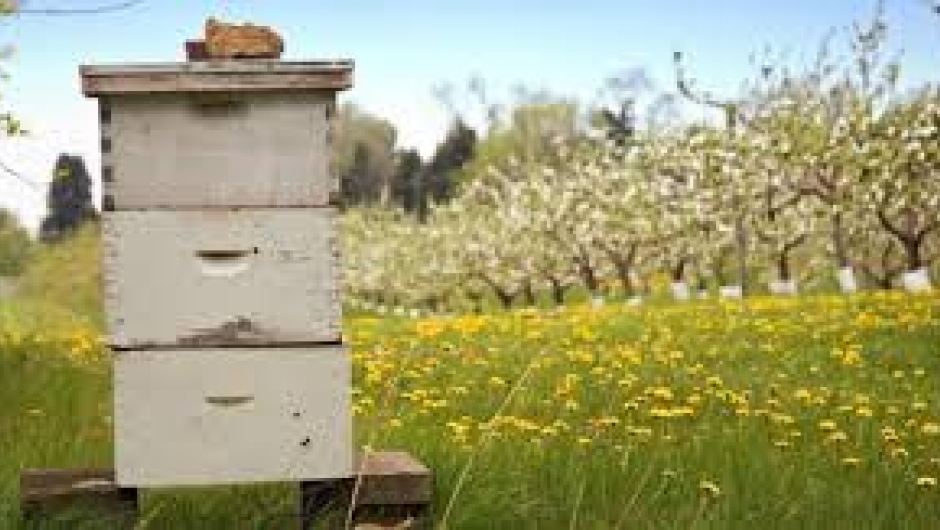 I en bikube på sommeren kan det være opptil 60000 tusen bier.