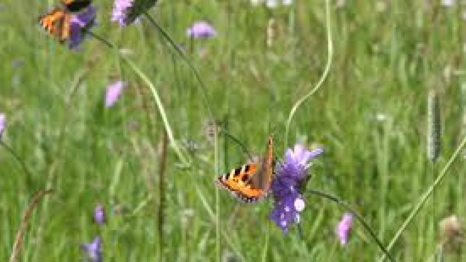 La gresset i hagen vokse.