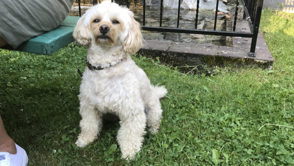 Yngste medlem av bygdekvinnelaget,- Simba! Ville hjelpe Alfred med synginga! Yngste medlem av bygdekvinnelaget,- Simba! Ville hjelpe Alfred med synginga!