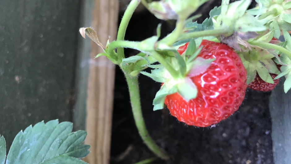 Ei søt, lita jordbær! Ei søt, lita jordbær!