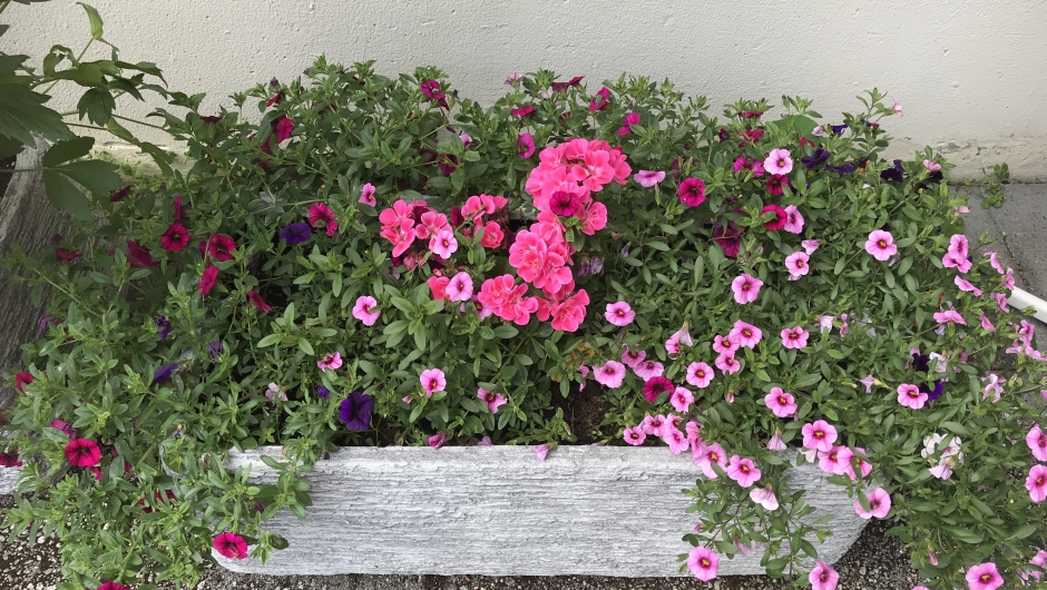 Må vise litt frå hagen i sommar. -Flotte sommarblomster! Må vise litt frå hagen i sommar. - Flotte sommarblomster!