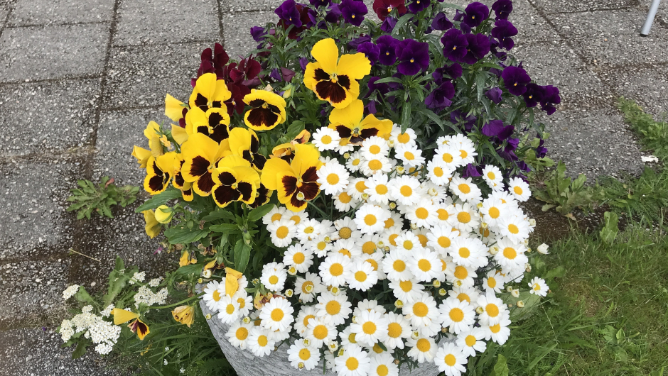 Fine krukker som greidde seg godt takka vere flinke vatnarar! Fine krukker som greidde seg godt takka vere flinke vatnarar!