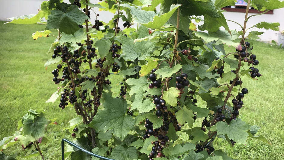 Solbæra var kjempefin i år. Solbæra var kjempefin i år.