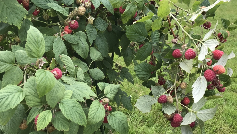 Rikeleg med gode bringebær! Rikeleg med gode bringebær!