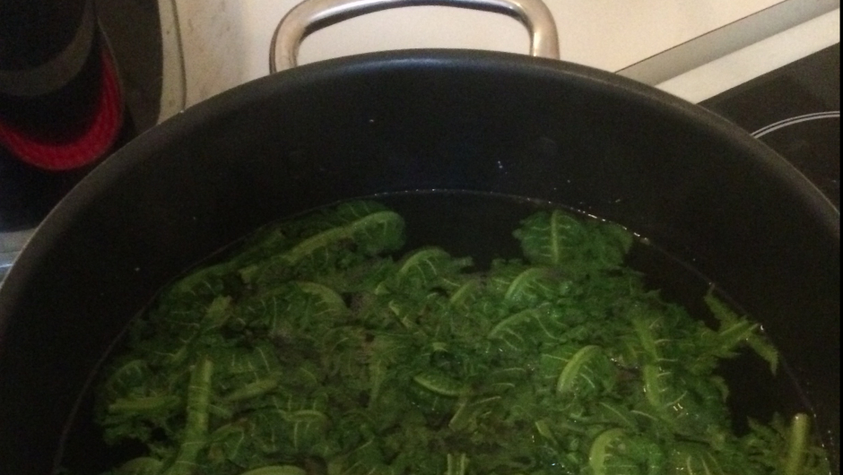 ville vekster strutsevingblad - "fiddleheads"