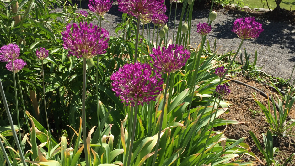 Alium i blomst