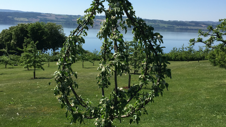 Espalietre som er pæreformet