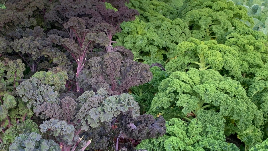 Svartkål og grønnkål