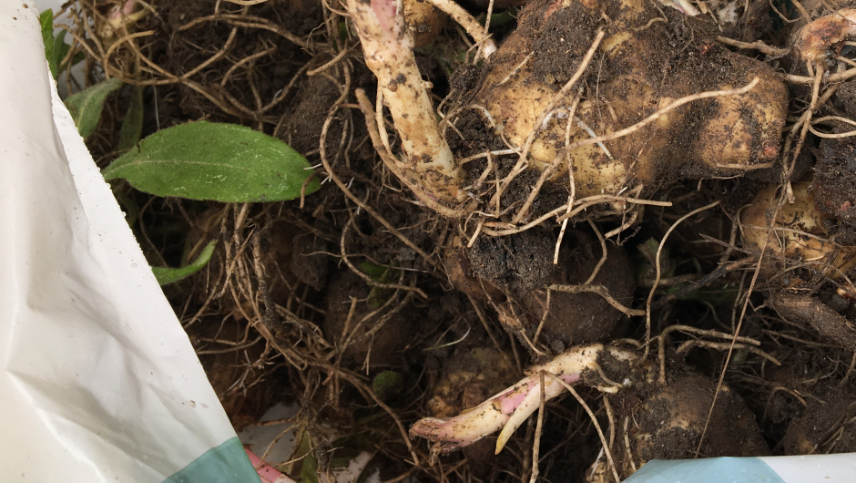 Solveig hadde med jordskokk