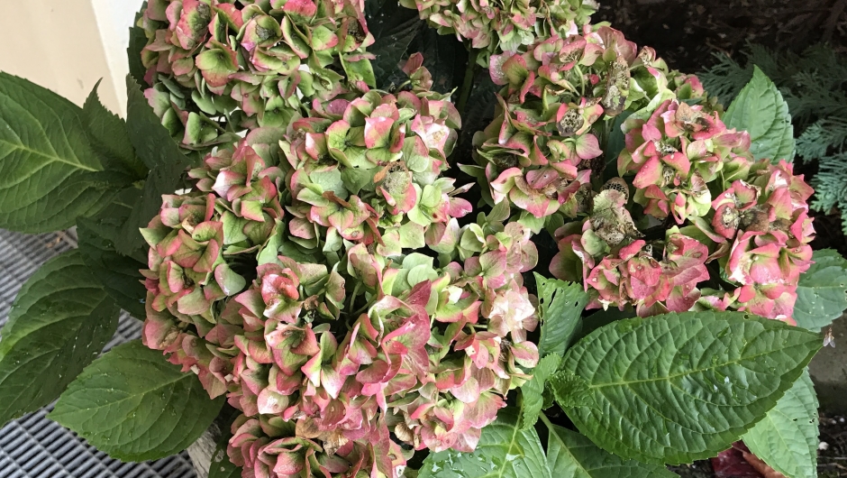 Hortensia utanfor sjukeheimen vart ein suksess! -Like flotte no 26. okt.. Hortensia utanfor sjukeheimen vart ein suksess! -Like flotte no 26. okt.