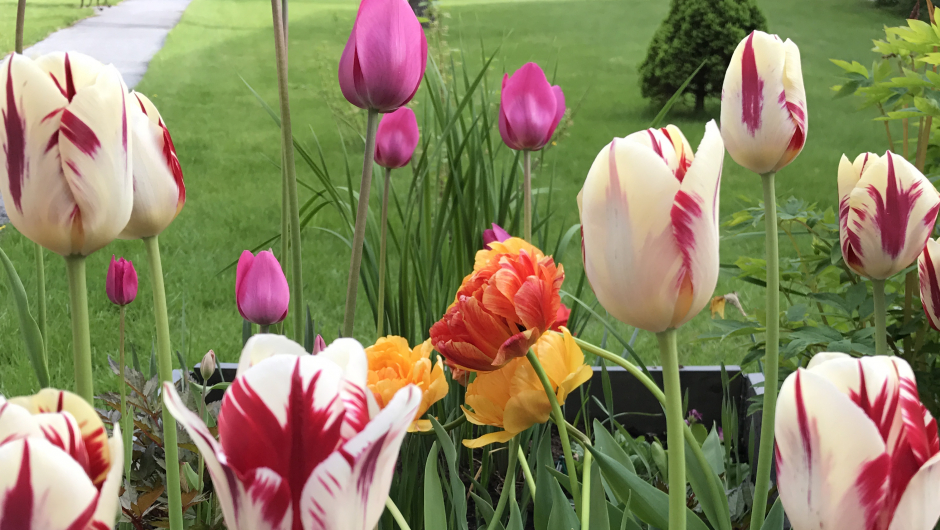 Fine tulipanar. Fine tulipanar.