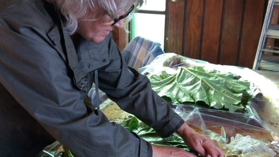 Malen med rabarbrablad