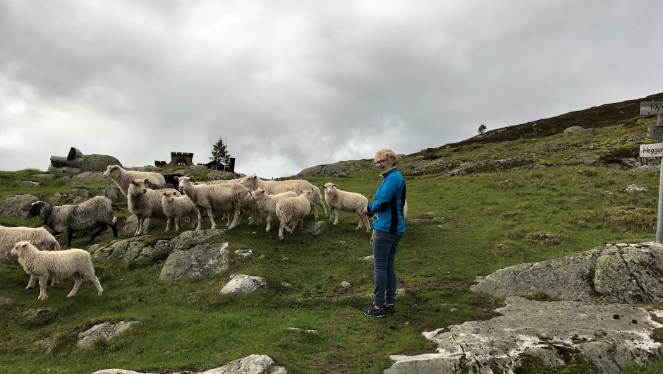 Sauene og Nelly ynskte oss velkomen. Sauene og Nelly ynskte oss velkomen.