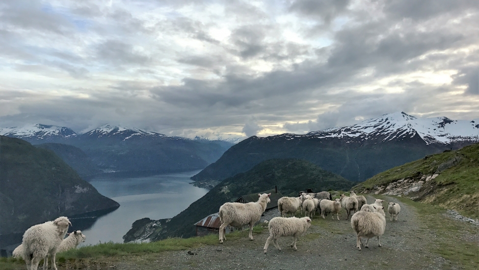 Folkekjære sauer. Folkekjære sauer.