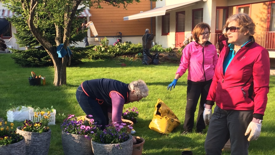 Planting i krukker klar til 17. mai Planting i krukker klar til 17. mai