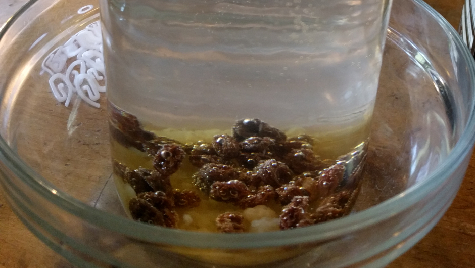 Og vannkefir koser seg etpar dager før den siles og settes i kjøleskapet - så fortsettes med neste runde. Friskt, velsmakende drikke.