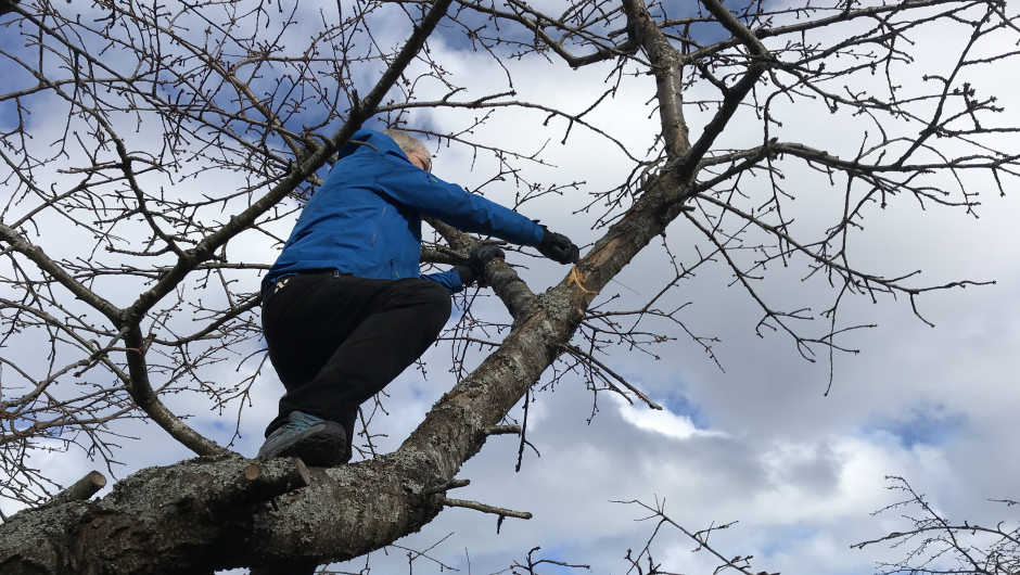 Oddbjørn prøvde seg i høgda og saga av ei stor grein! Oddbjørn prøvde seg i høgda og saga av ei stor grein!
