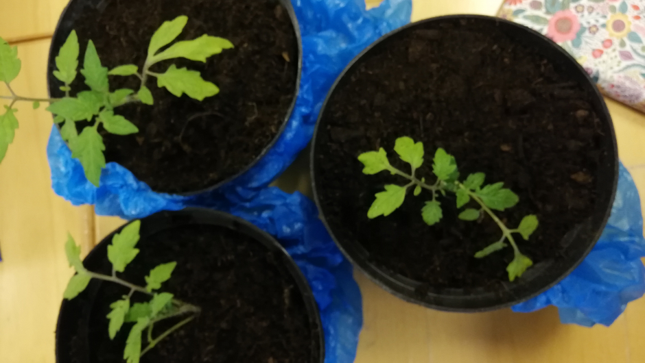 Nå gleder vi oss til fortsettelsen: Sist fikk vi utlevert gresskarfrø, ikveld tomatplanter... Nå gleder vi oss til fortsettelsen: Sist fikk vi utlevert gresskarfrø, ikveld tomatplanter...