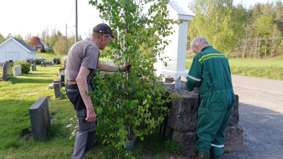 Jan Kalager og Alf Harlem tar seg av bjørkene ved kirken Jan Kalager og Alf Harlem tar seg av bjørkene ved kirken