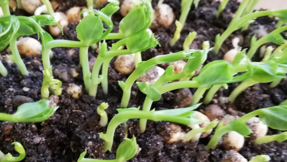 Her er de i farta Her er de i farta