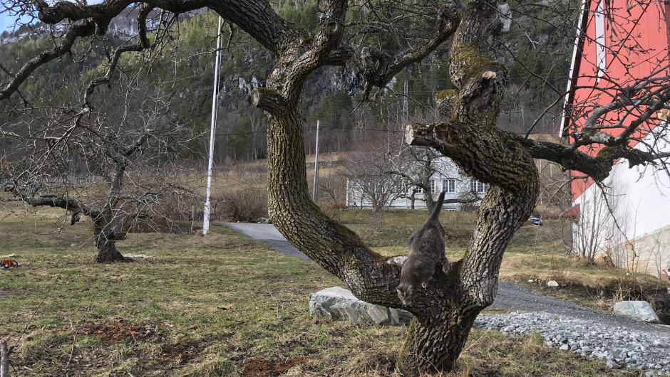 Eit flott gamalt pæretre som pus kosar seg i! Eit flott gamalt pæretre som pus kosar seg i!
