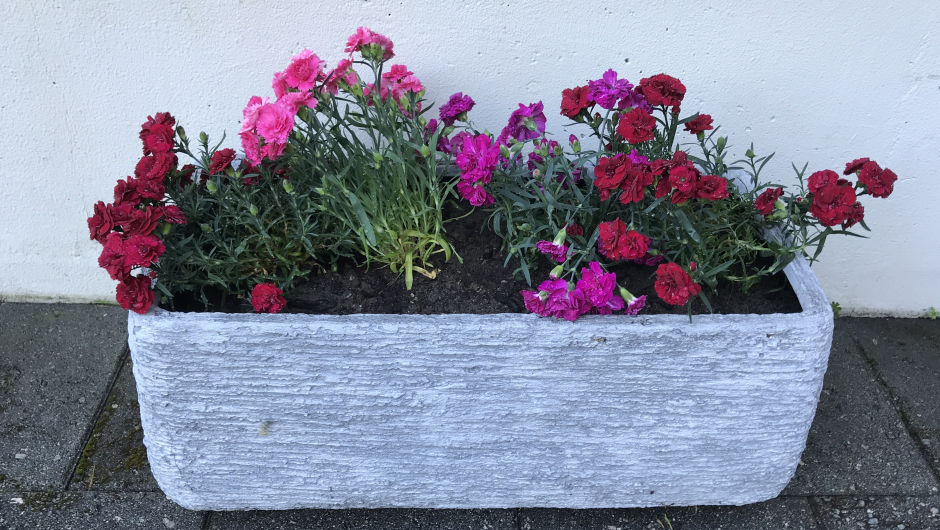 Nellikar i fleire fargar! Nellikar i fleire fargar!