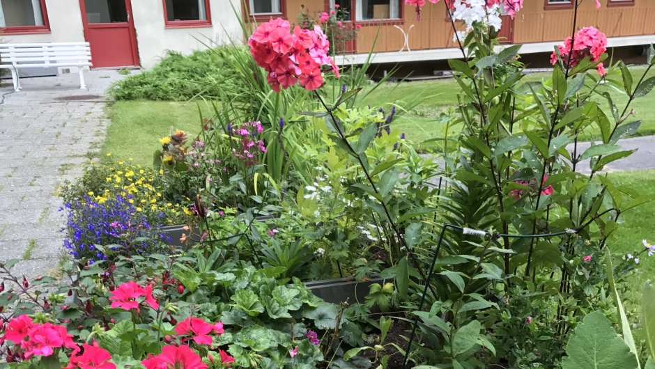 Sommerblomster Sommerblomster