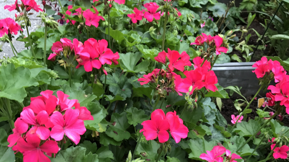 Flott hengepelargonia