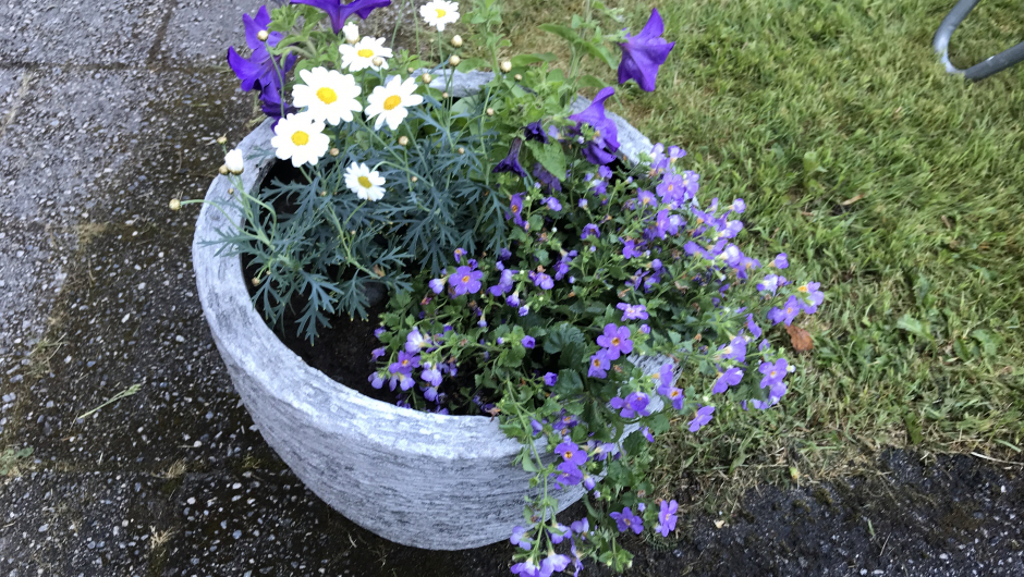 Lilla og kvitt. Lilla og kvitt.