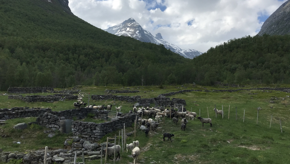 Sauene kom og ville snakke med oss! Sauene kom og ville snakke med oss!