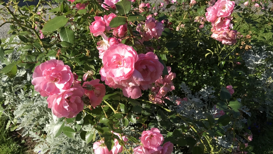 Villige småroser Villige småroser