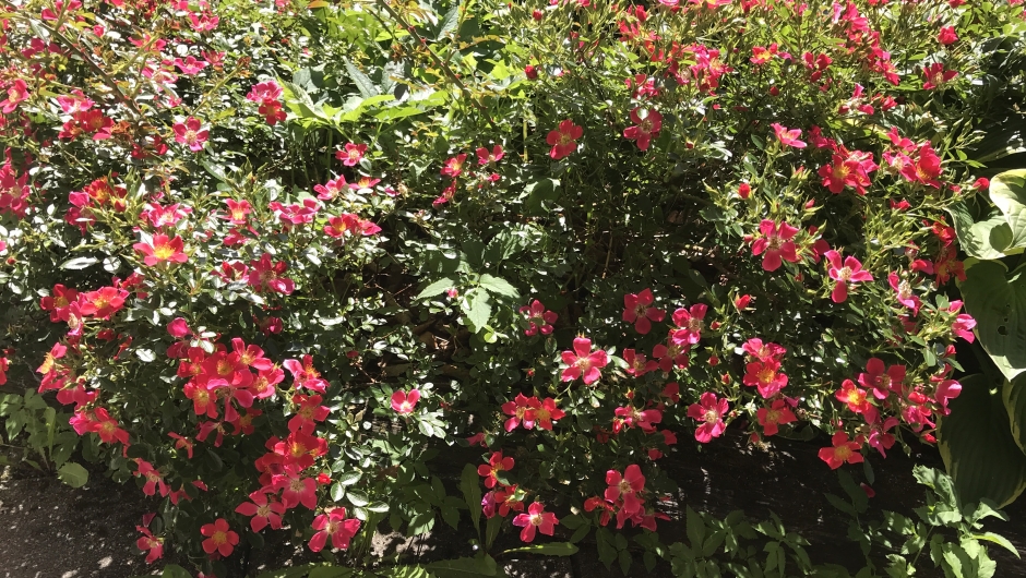 Kryprosa klarer seg i kampen med ugraset! Kryprosa klarer seg i kampen med ugraset!