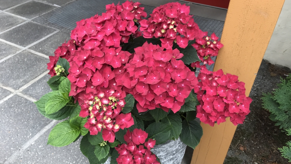 Hortensiaen ved inngangen til Sjukeheimen greier seg heilt til advent! Hortensiaen ved inngangen til Sjukeheimen greier seg heilt til advent!