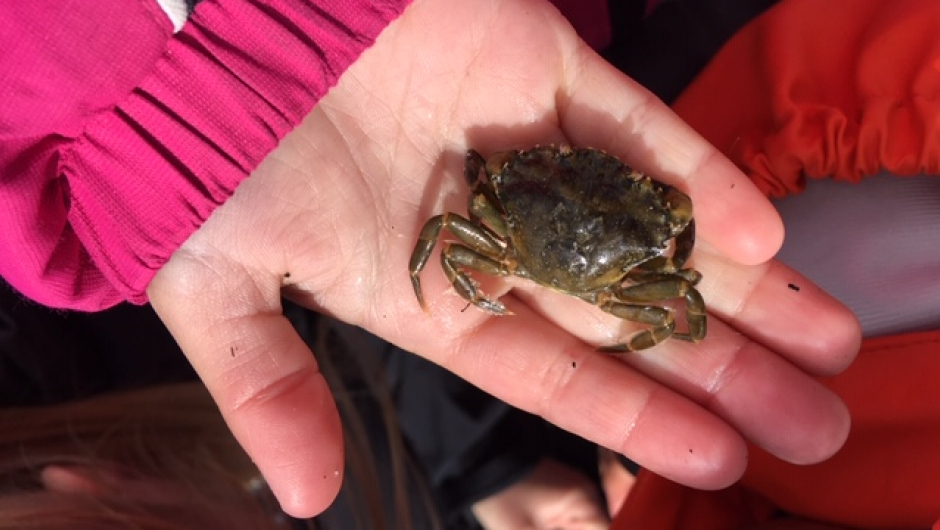 Ein fin, liten krabbe ! Ein fin, liten krabbe !