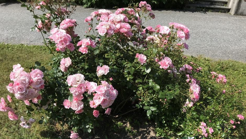 Dei rosa rosebuskene var utruleg flotte i år! Dei rosa rosebuskene var utruleg flotte i år!