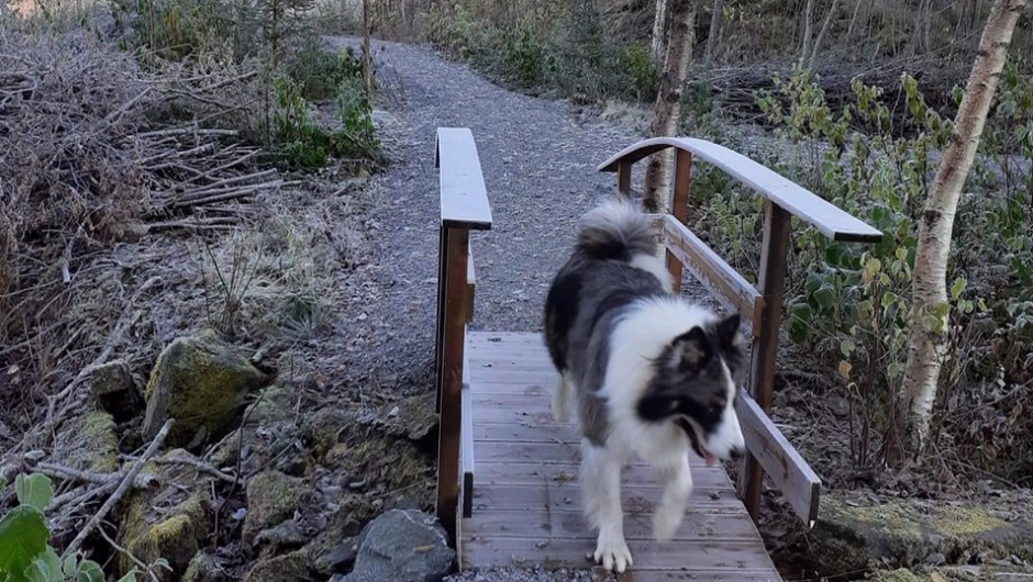 Tassen på tur Tassen på tur