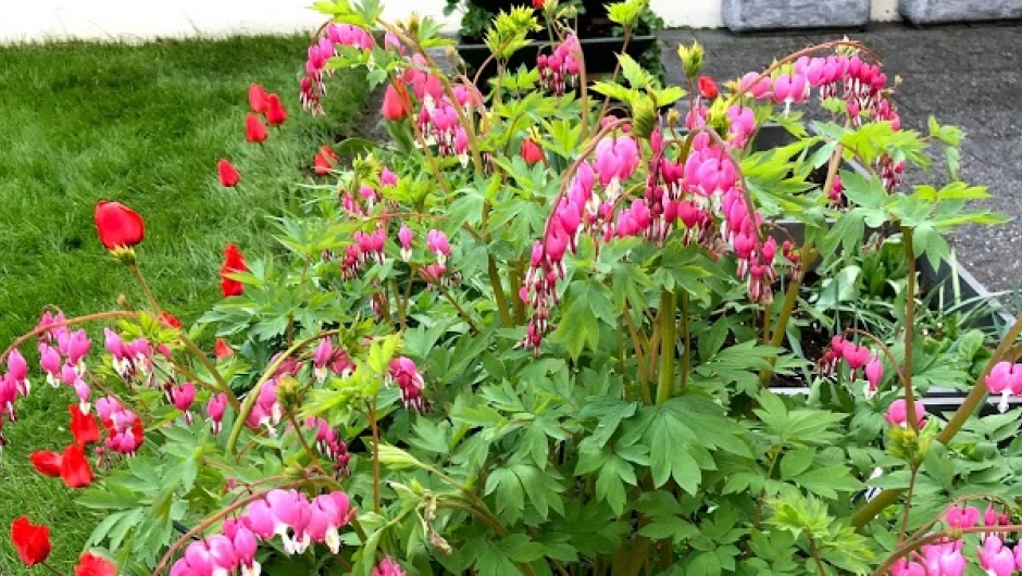 Løytnantshjerte i full blomst. Løytnantshjerte i full blomst.