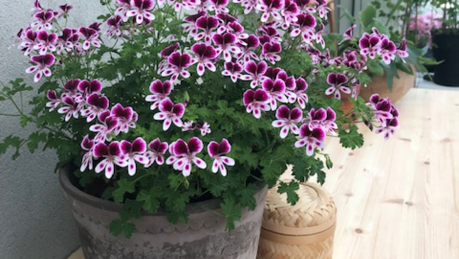 I orangerriet fant vi en flott pelargonium med duft av sitron I orangerriet fant vi en flott pelargonium med duft av sitron