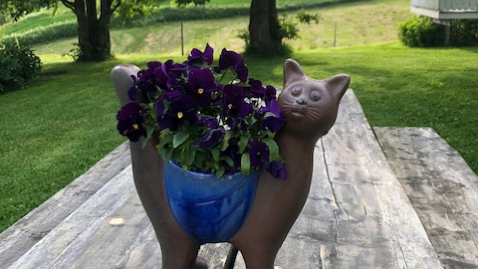 En av Livs vakre katter