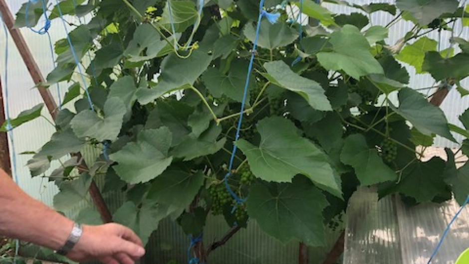 I drivhuset til Georg fant vi druer!