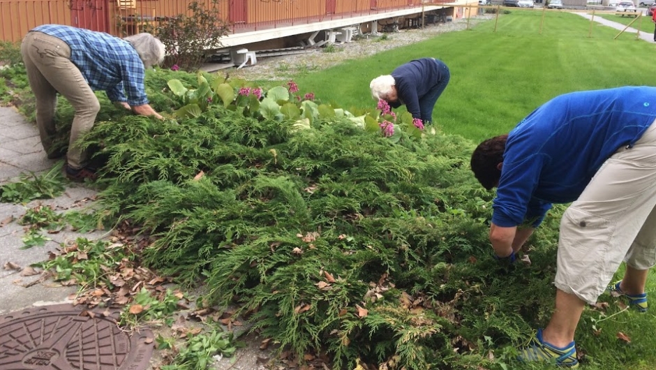 Skvalderkålet må gi tapt for desse damene! Skvalderkålet må gi tapt for desse damene!