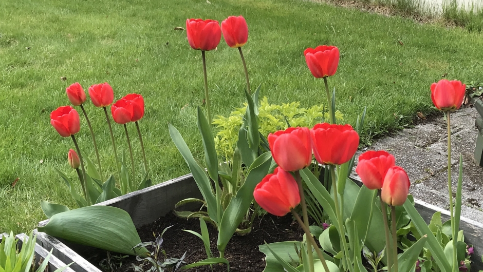 Tulipaner, alltid like fine! Tulipaner, alltid like fine!